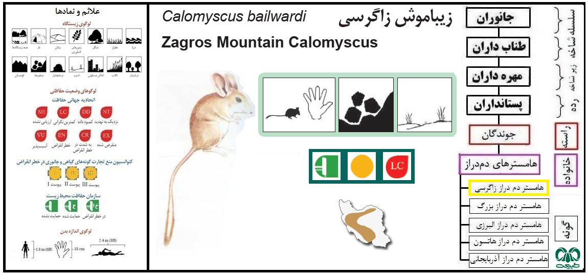 گونه هامستر دم دراز زاگرسی